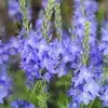 Sun-loving perennials