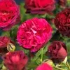 Shrub rose