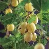 Other berries