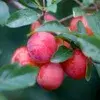 Fruit trees