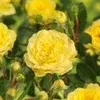Stock rose