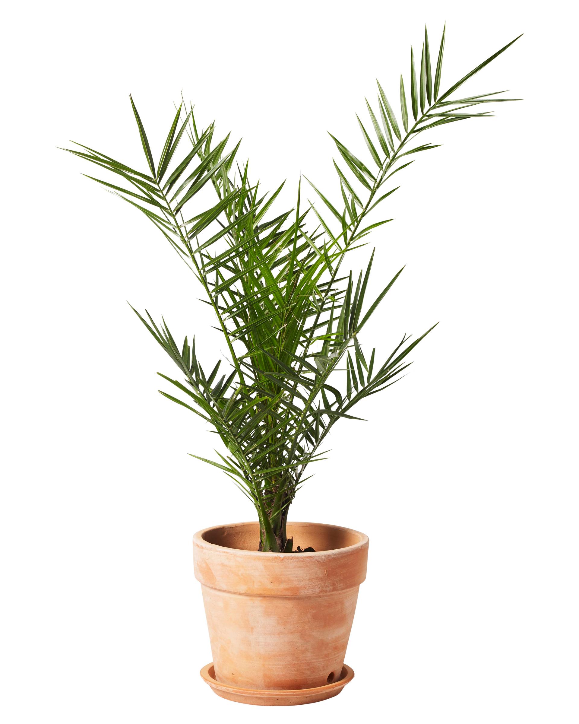 Andre middelhavsplanter