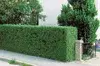 Hedge plants