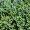Conifers