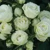 Terrace rose