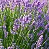 Perennials