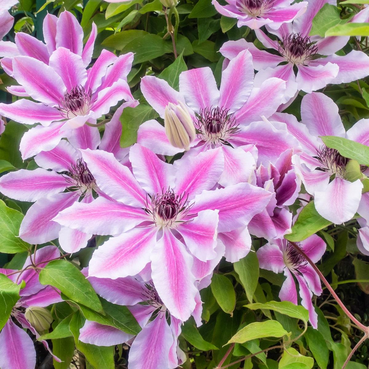 Klatre- og krypende planter