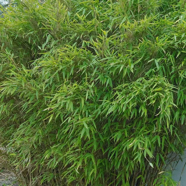 Bambu