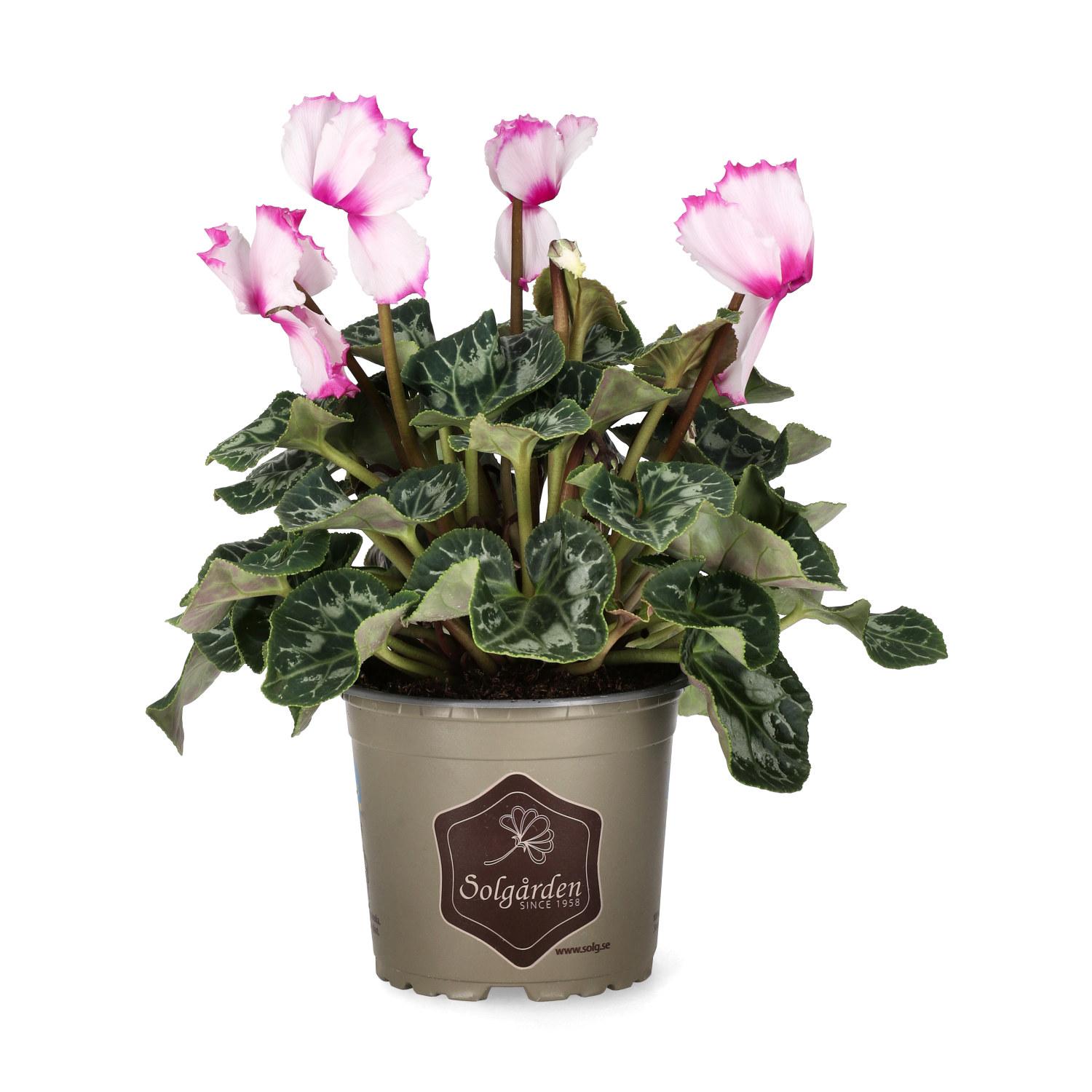 Cyclamen