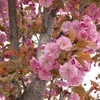 Ornamental trees