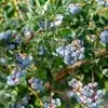 Blueberries