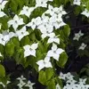 Ornamental shrubs
