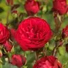 Ground-covering rose