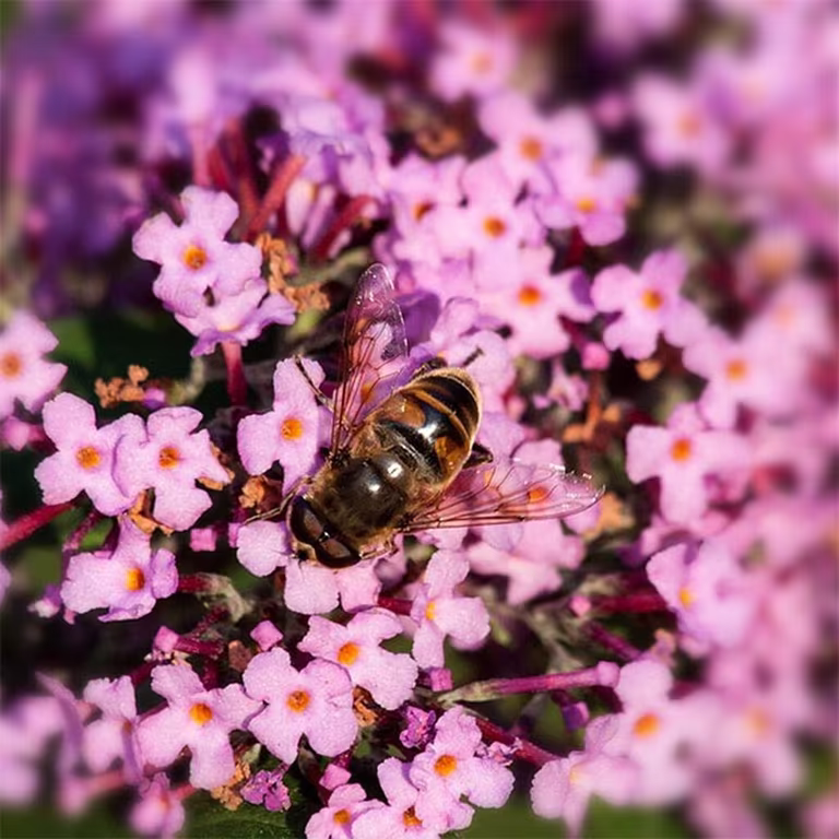 Sommerfuglbusk – planting og stell