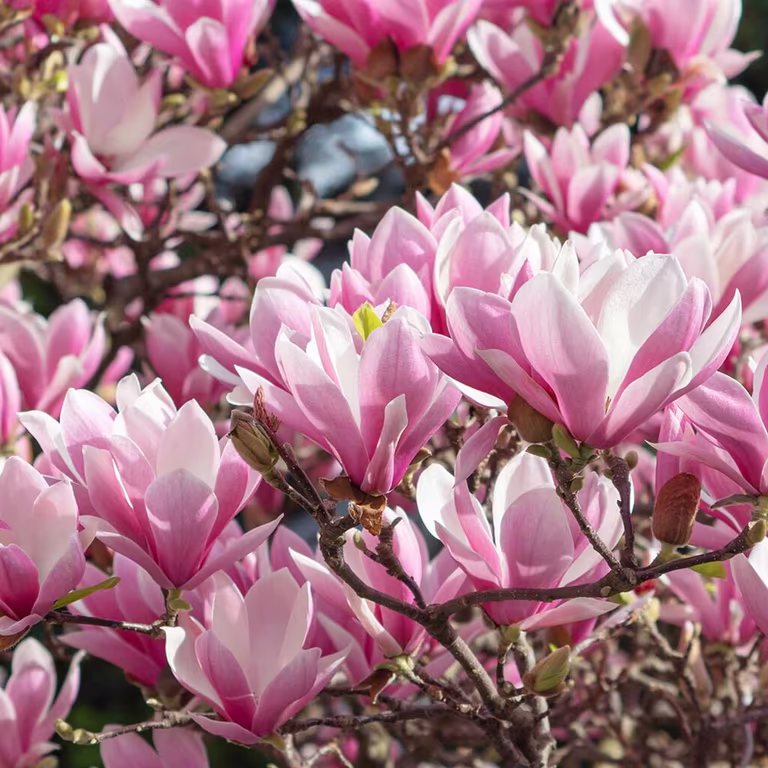 Magnolia – planting og stell