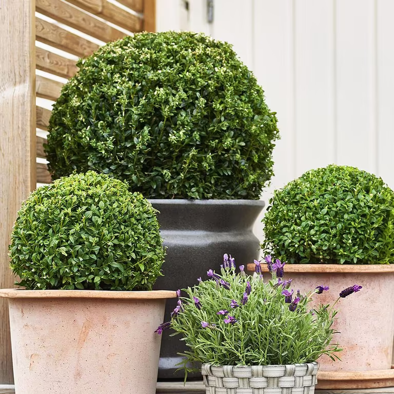 Buksbom – planting og stell