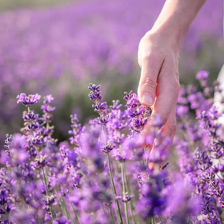 Lavender – Planting and care