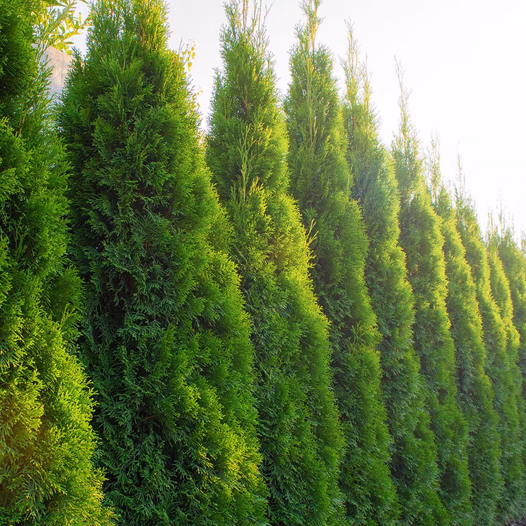 Tuja – slik lykkes du med med planting og beskjæring 