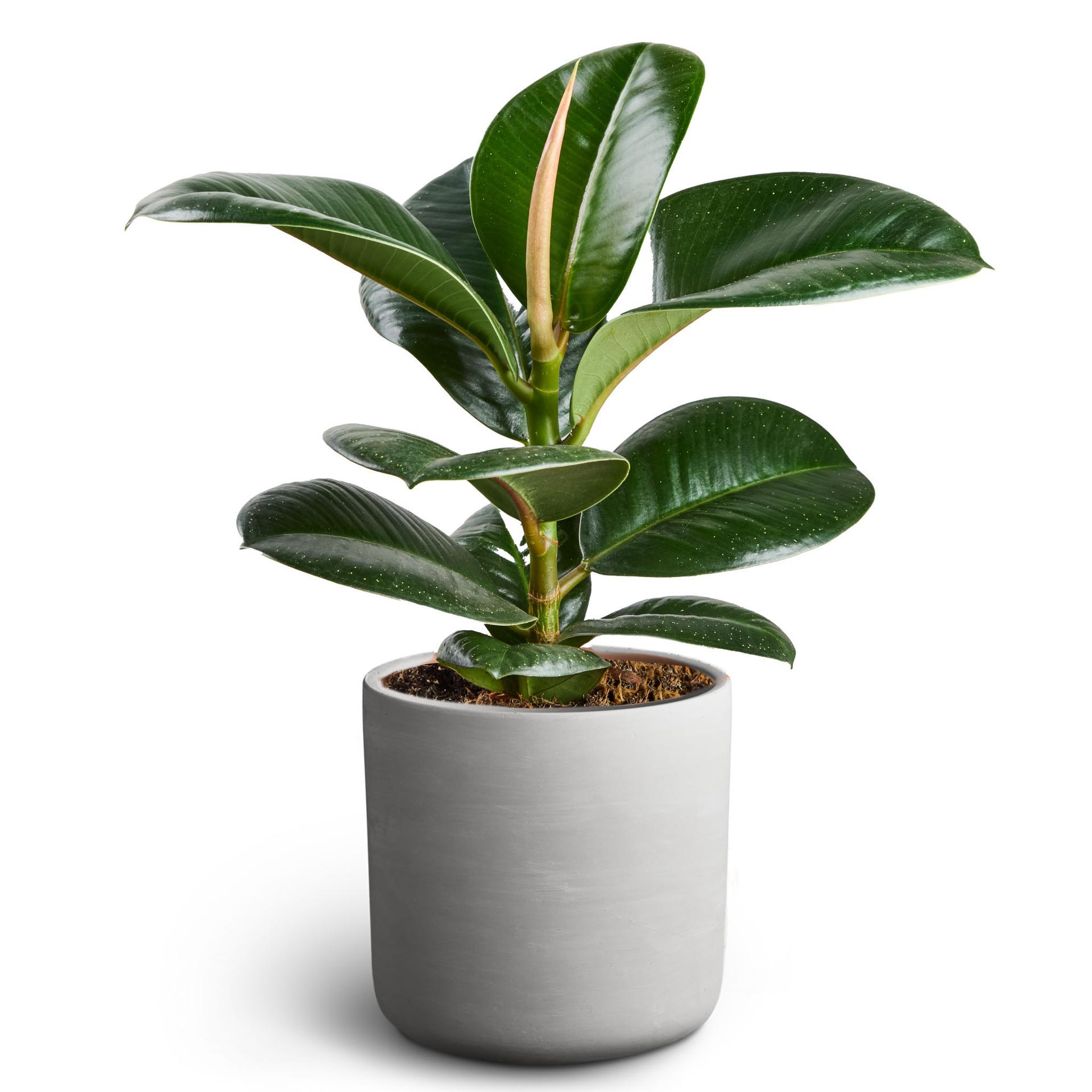 Grønne planter i potte