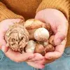 Flower bulbs