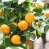 Mediterranean plants