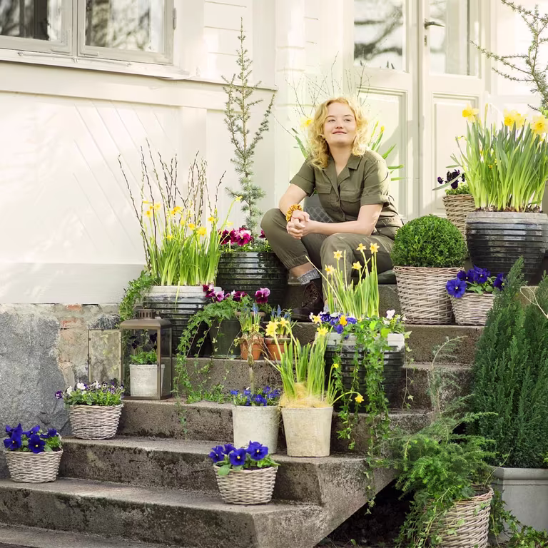 Vårblomster i potte – pynt inngangspartiet til vår