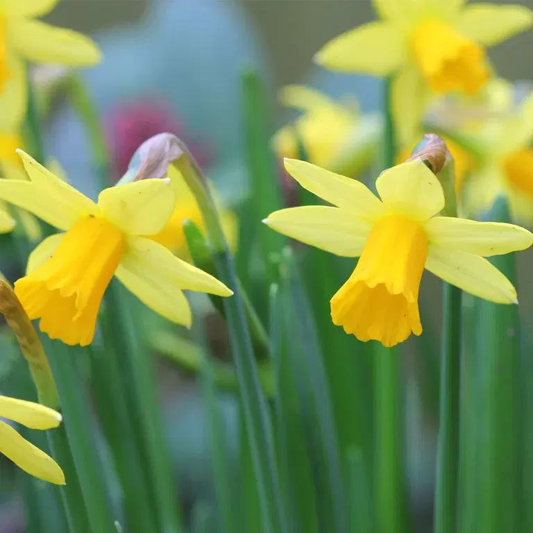 Minipåskelilje (Tête-à-Tête) – planting og stell