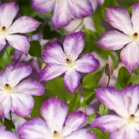 Klematis – planting og stell