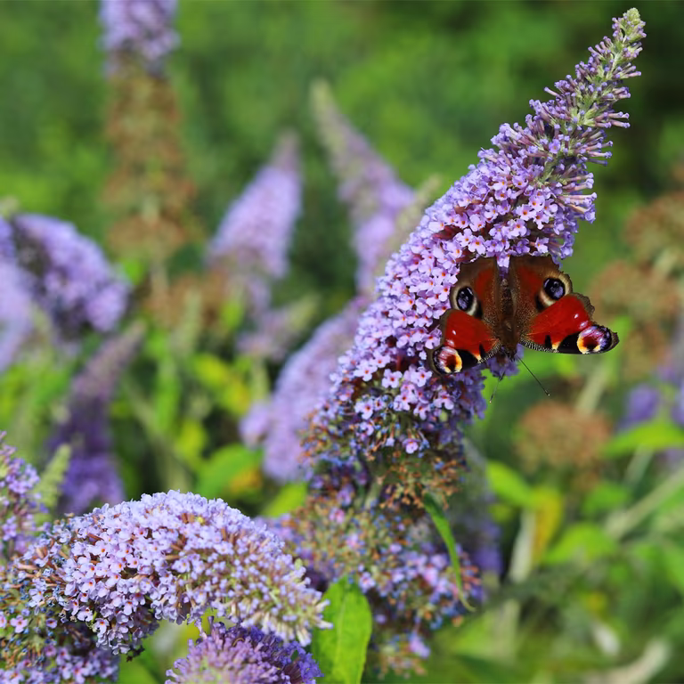 Sommerfuglbusk – planting og stell