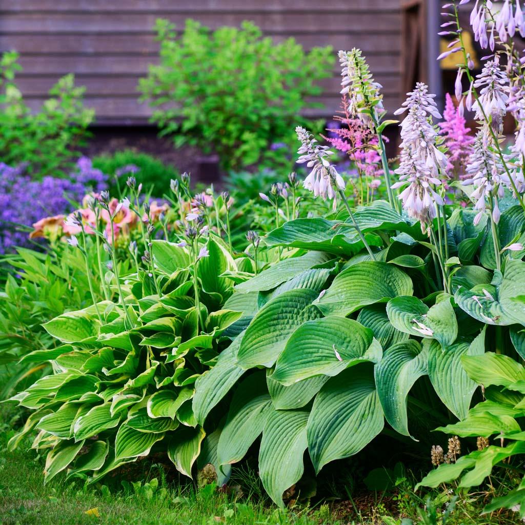 Perennials