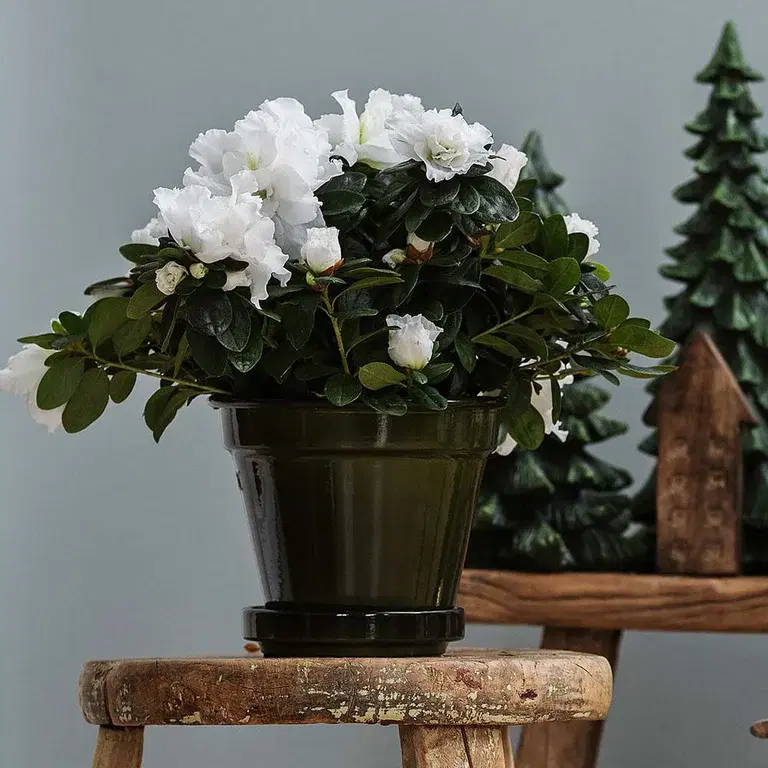 Asalea – fakta og råd om stell