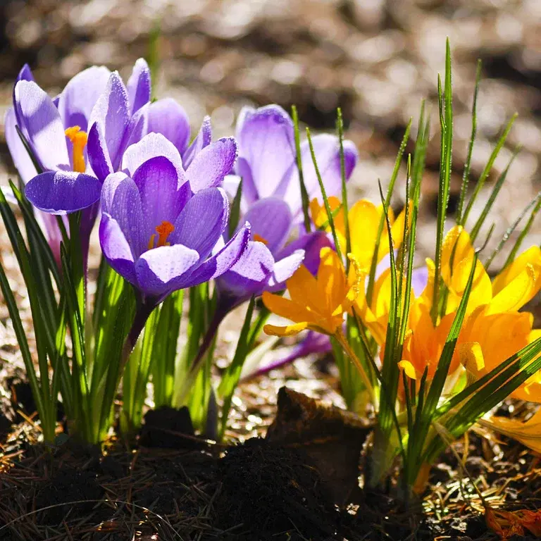 Vårblomstrende løk – slik gjør du det 