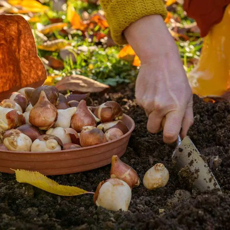 Oktober – dette kan du så og dyrke