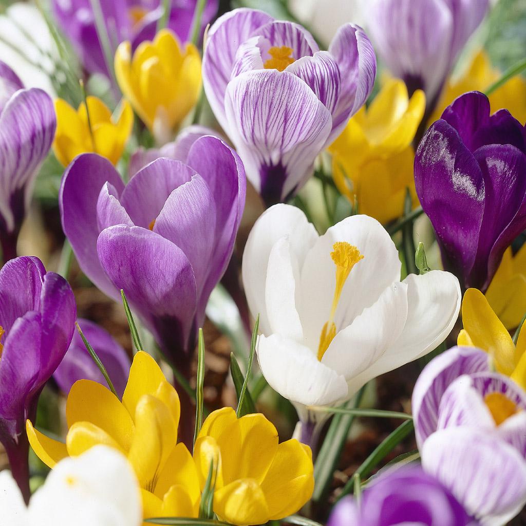 Krokus