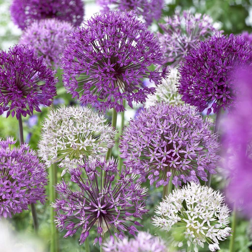 Allium