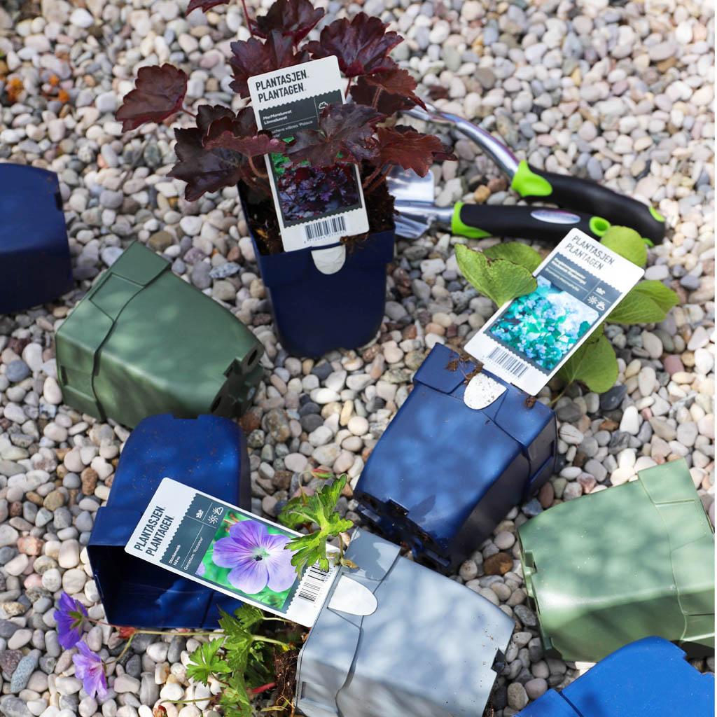 Perennials in depositable pots