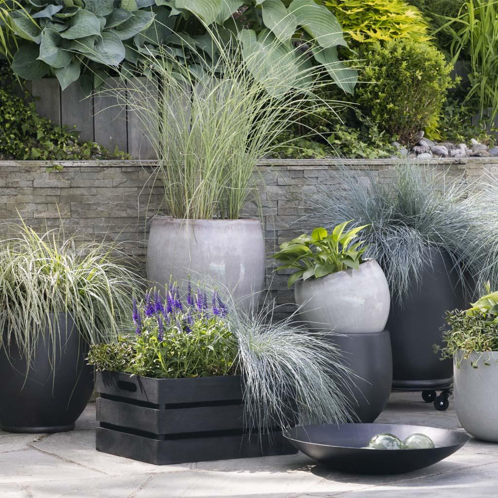 Ornamental grass