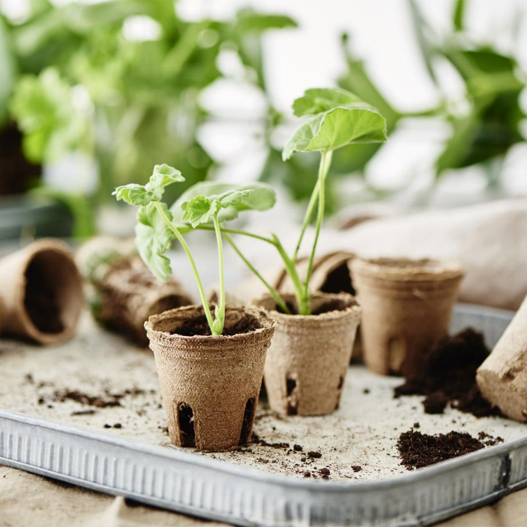 Cuttings