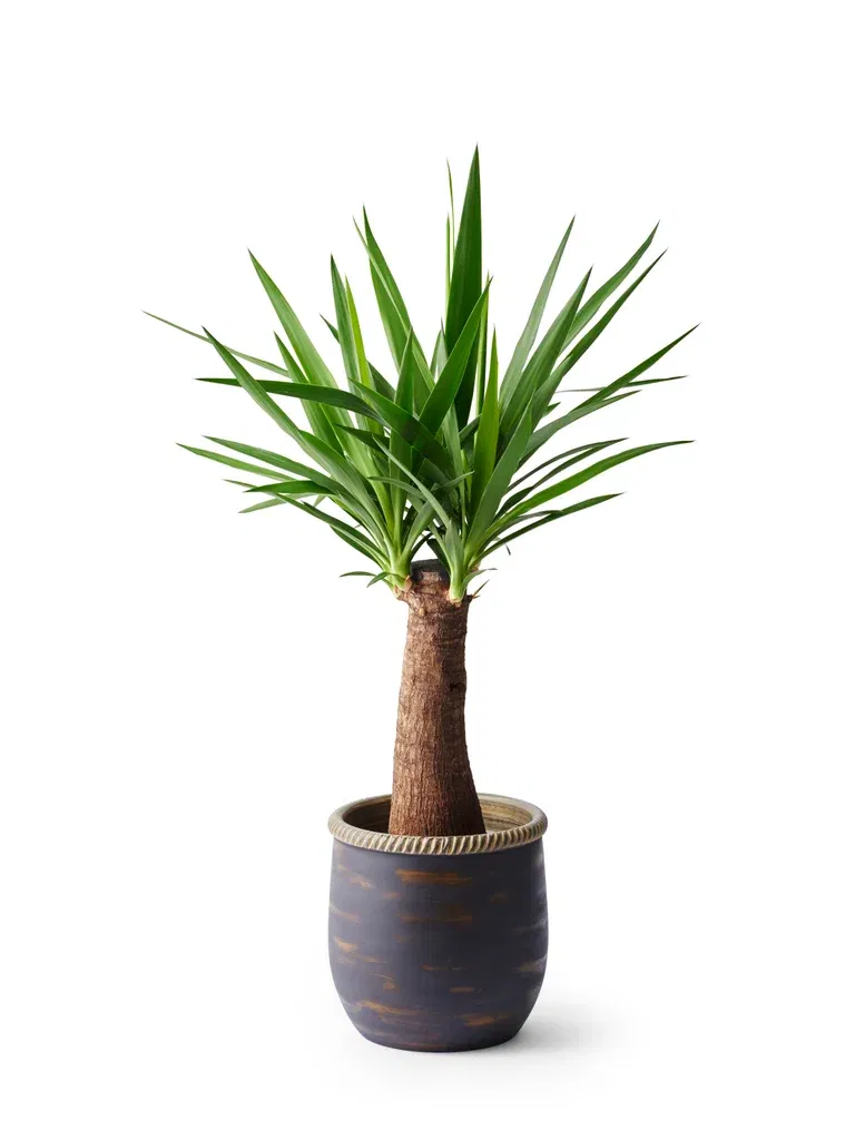 Patrik pot D24 grey