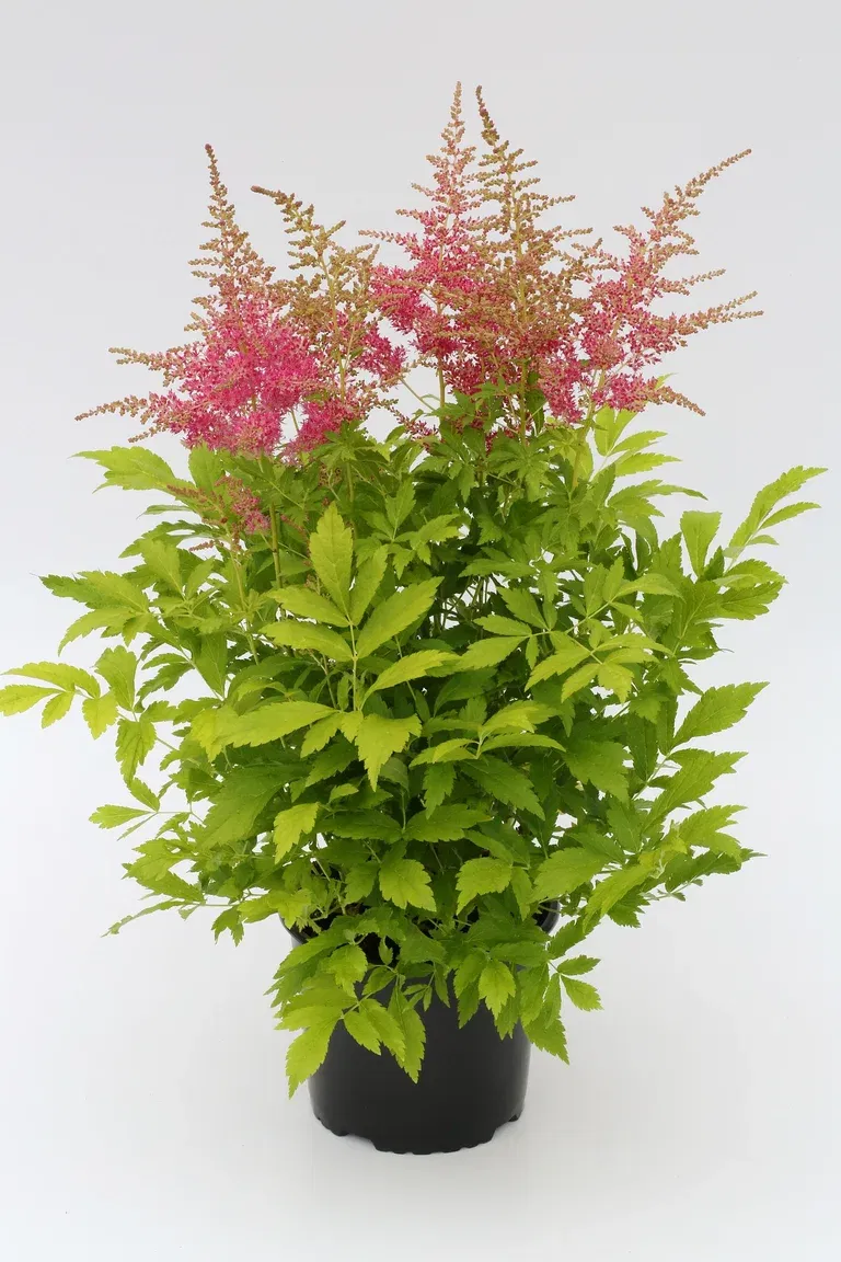 Astilbe Pink 17cm