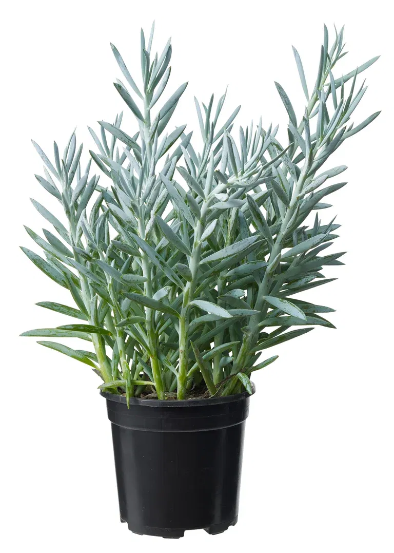 Curio 'Mount Everest'