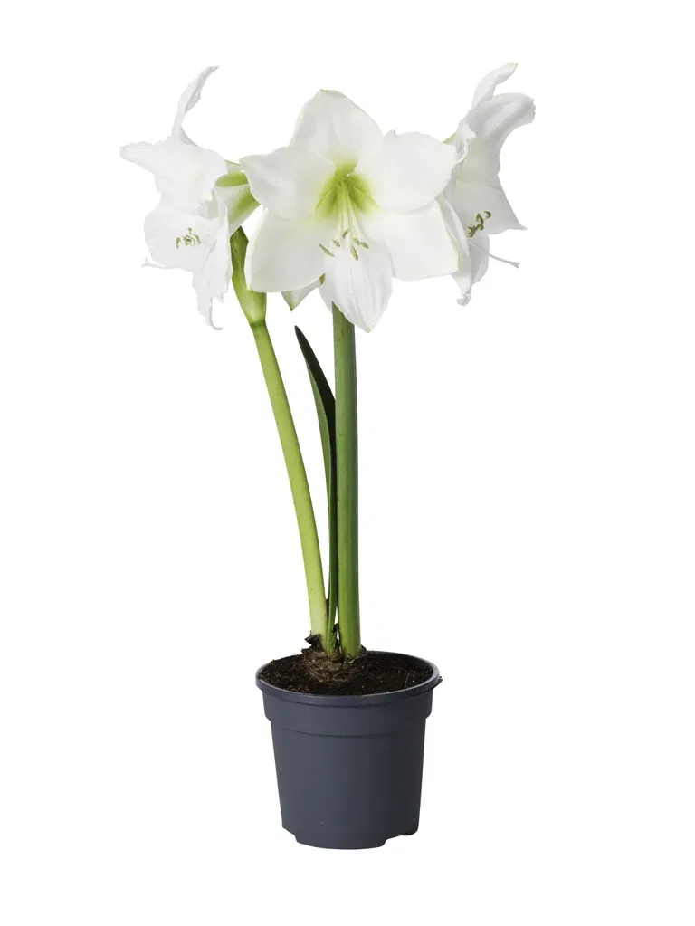 Hippeastrum 32+ 'Alfresco' 14 cm