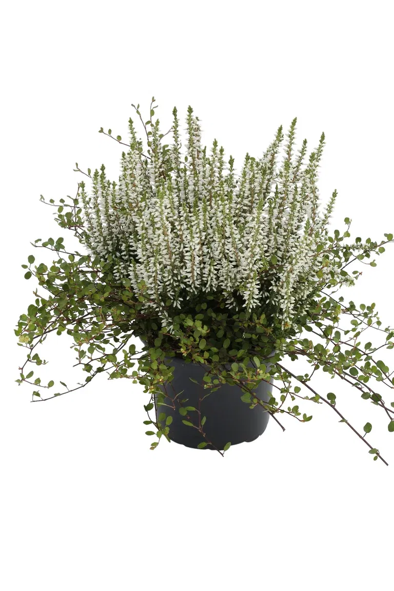 Romantic G. Calluna, Muehlenbechia 11 cm