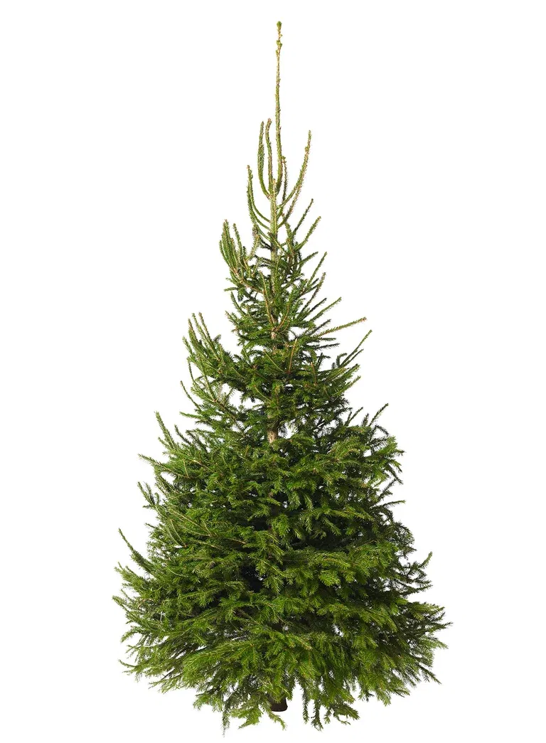 Picea abies 190-220 cm