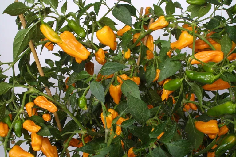 All N. Capsicum Chili 'Cheyenne' 10,5 cm