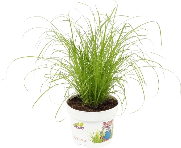 Cyperus cyperoides 'Zumula' 12 cm