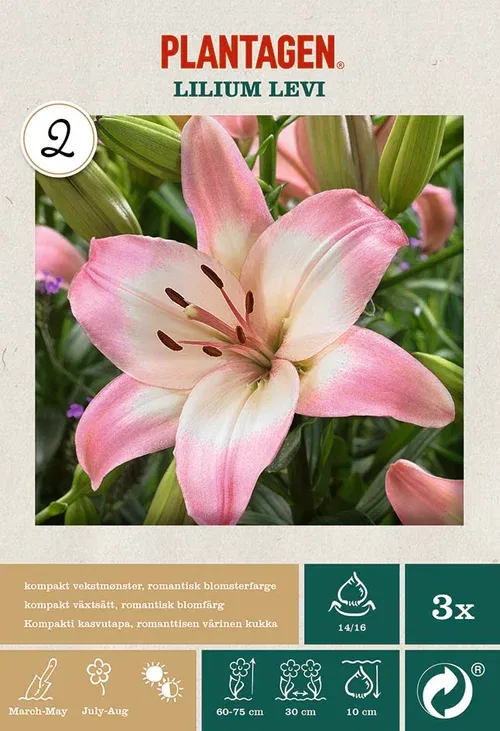 Lilium Asiatic Levi