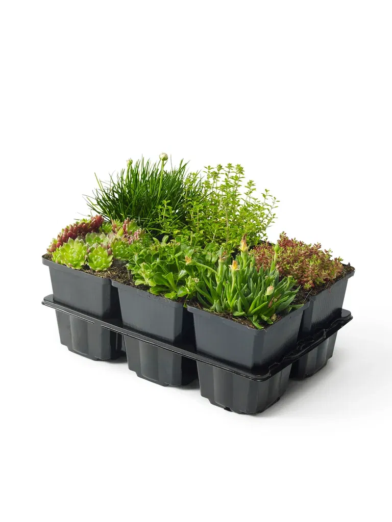 Alpine mix 6-pack