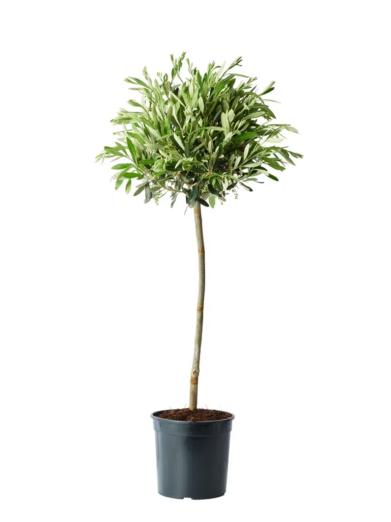 Olea europaea stem 19 cm