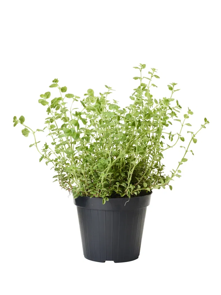 Origanum vulgare 17 cm